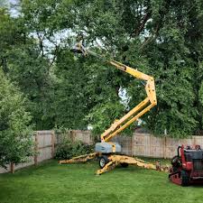 Best Fruit Tree Pruning  in Raton, NM