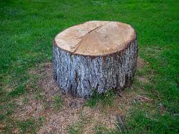 Best Hazardous Tree Removal  in Raton, NM