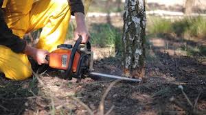Best Lawn Mowing  in Raton, NM