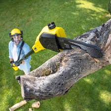 Best Hedge Trimming  in Raton, NM