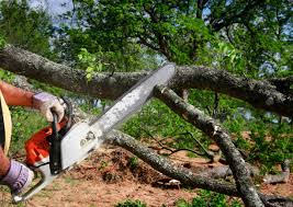 Best Tree Health Inspection  in Raton, NM