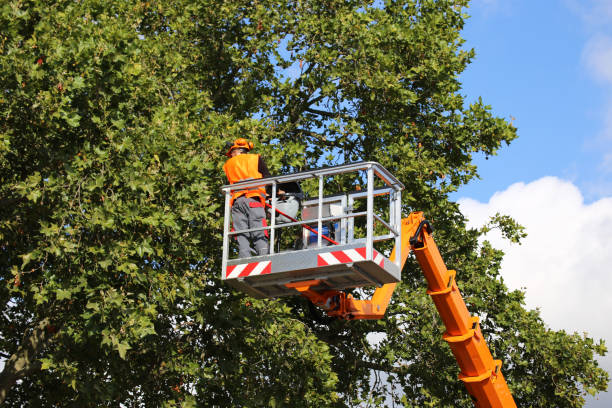 Best Tree Disease Treatment  in Raton, NM