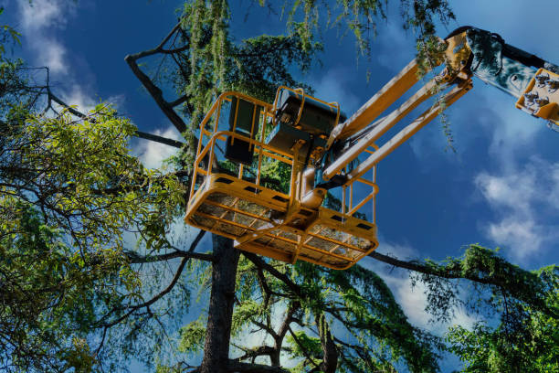 How Our Tree Care Process Works  in  Raton, NM