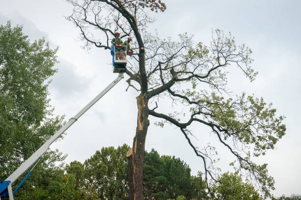  Raton, NM Tree Removal Pros
