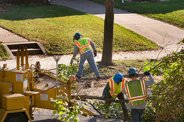 Best Lawn Maintenance Plans  in Raton, NM