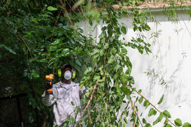 Best Pest Control for Lawns  in Raton, NM