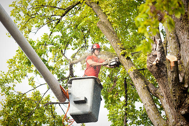 Best Tree Fertilization  in Raton, NM