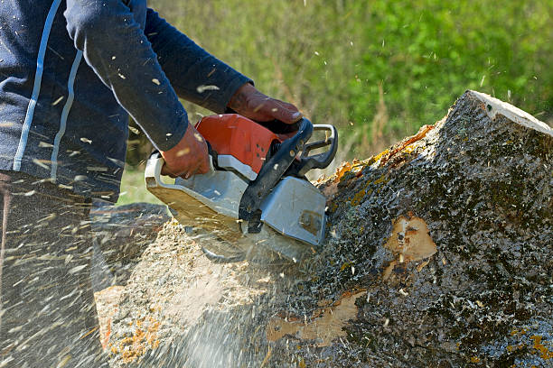 Best Tree Risk Assessment  in Raton, NM