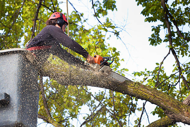 Best Tree Removal  in Raton, NM